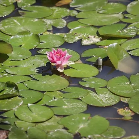 Кемпинг Mobil 23m² Avec Terrasse - 4 Pers - Api-1-52-383