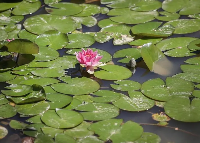 Kemping Mobil 23m² Avec Terrasse - 4 Pers - Api-1-52-383